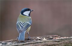 Great tit