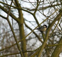 Great Tit