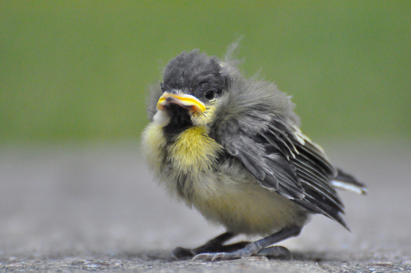 Great Tit