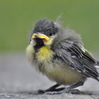 Great Tit