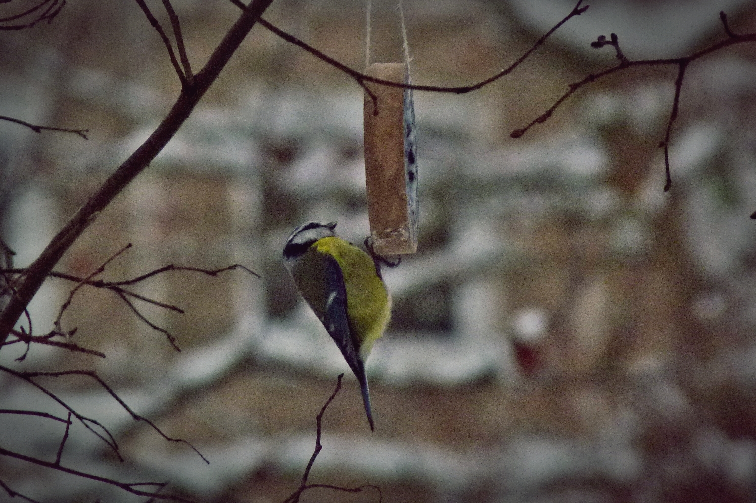 Great tit