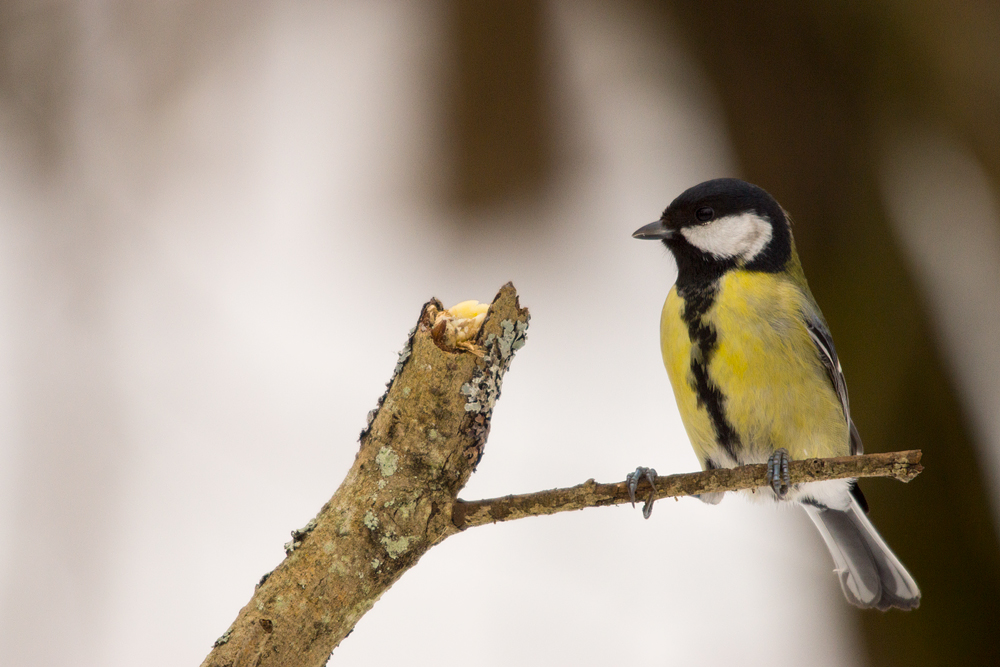 Great Tit