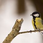 Great Tit