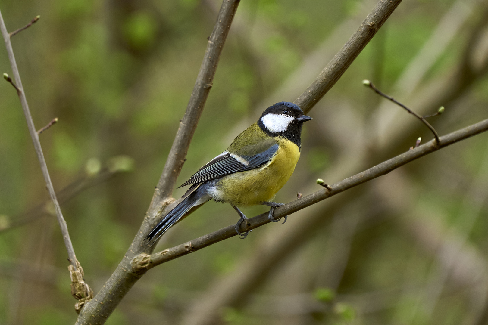 Great tit