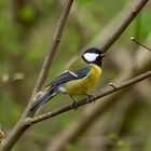 Great tit