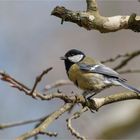 Great tit