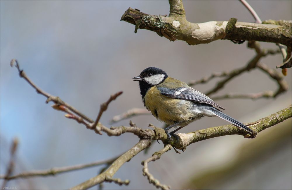 Great tit