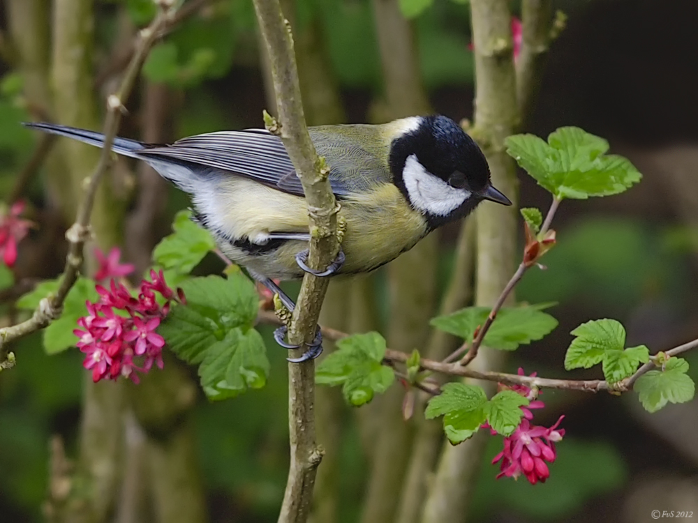 Great Tit