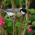 Great Tit