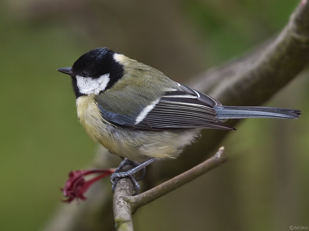 GREAT TIT