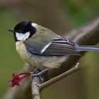 GREAT TIT