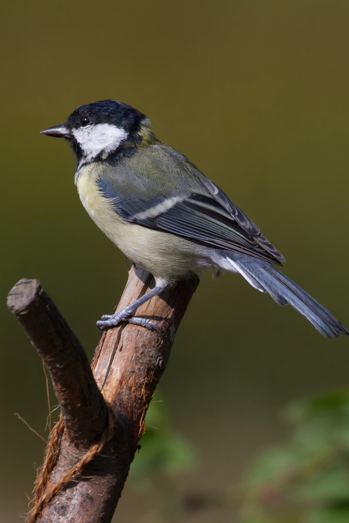 Great Tit