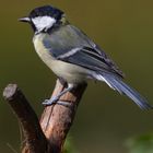 Great Tit