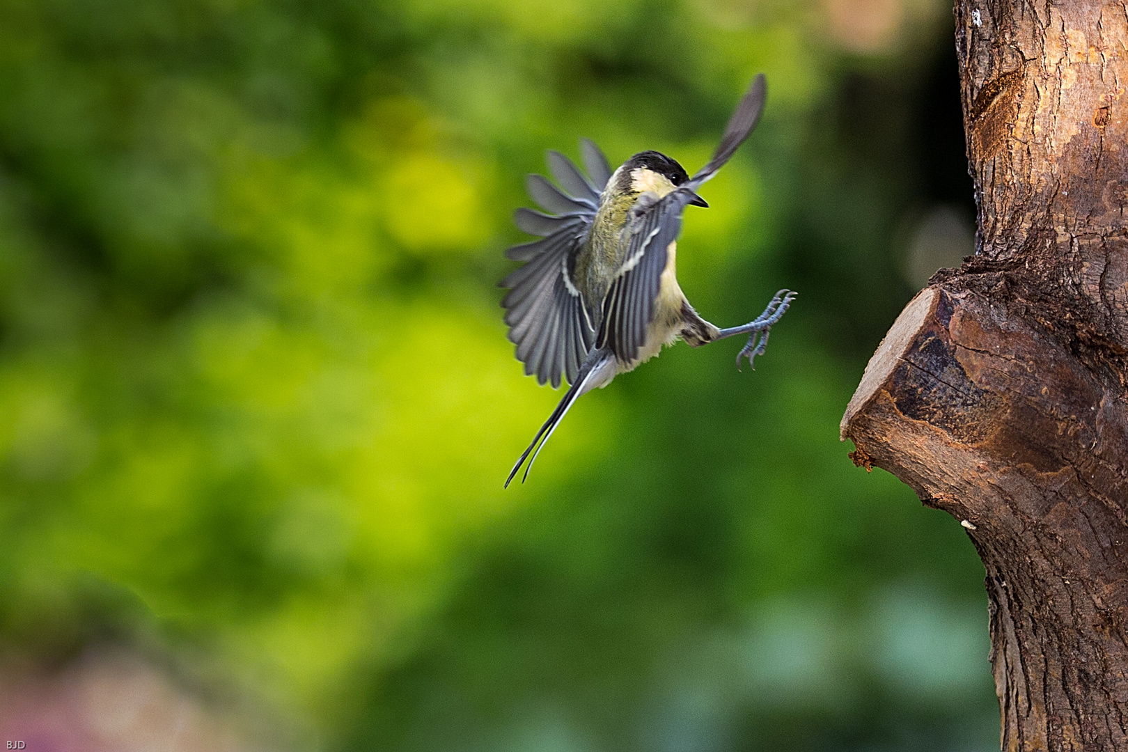 Great Tit beim Landeanflug