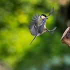 Great Tit beim Landeanflug