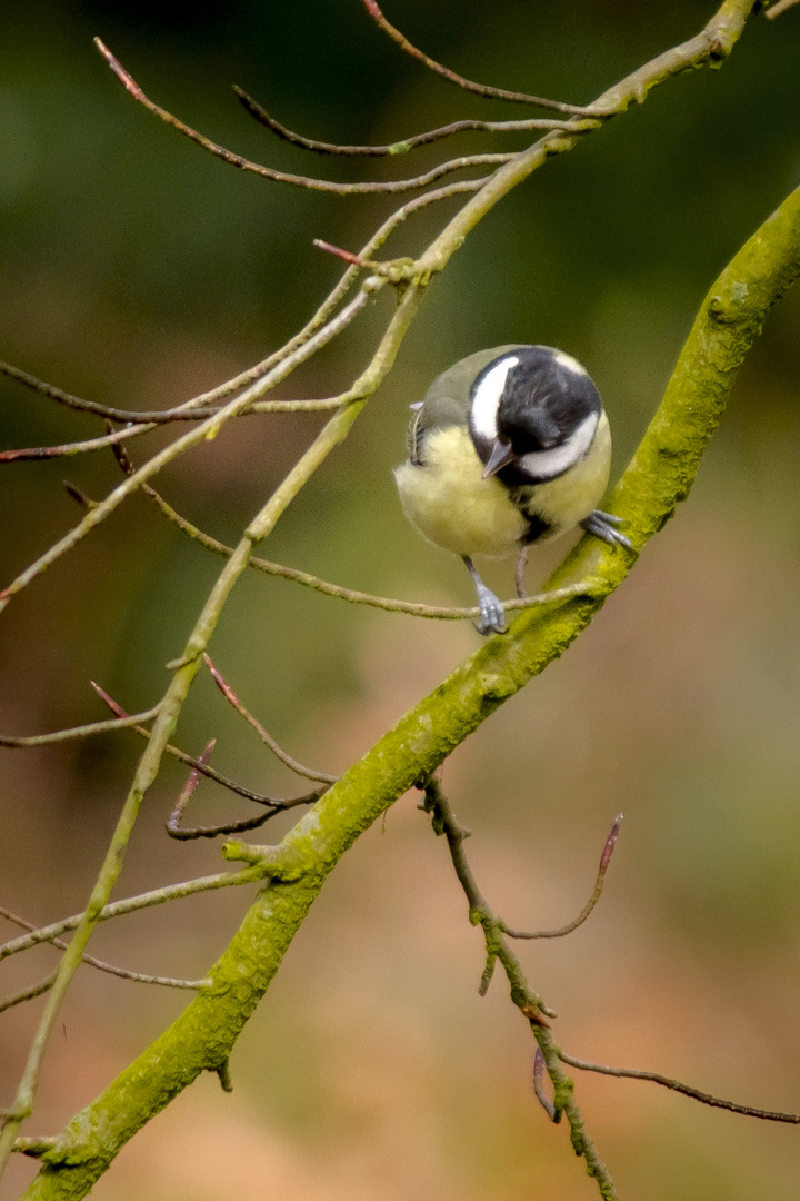 Great Tit