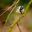 Great Tit