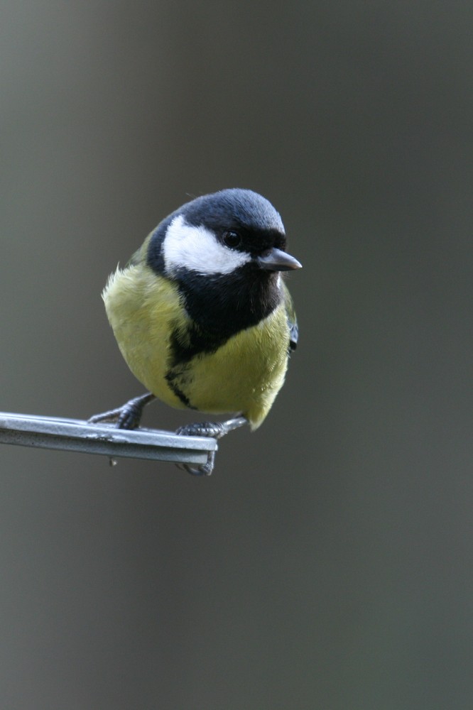 Great tit