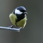 Great tit