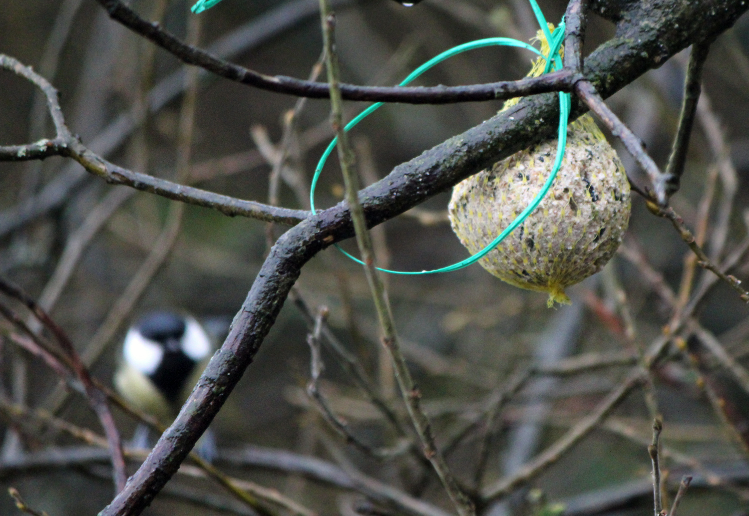 Great tit