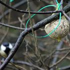 Great tit