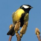 Great tit