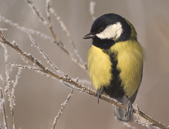 Great tit