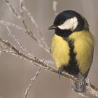 Great tit