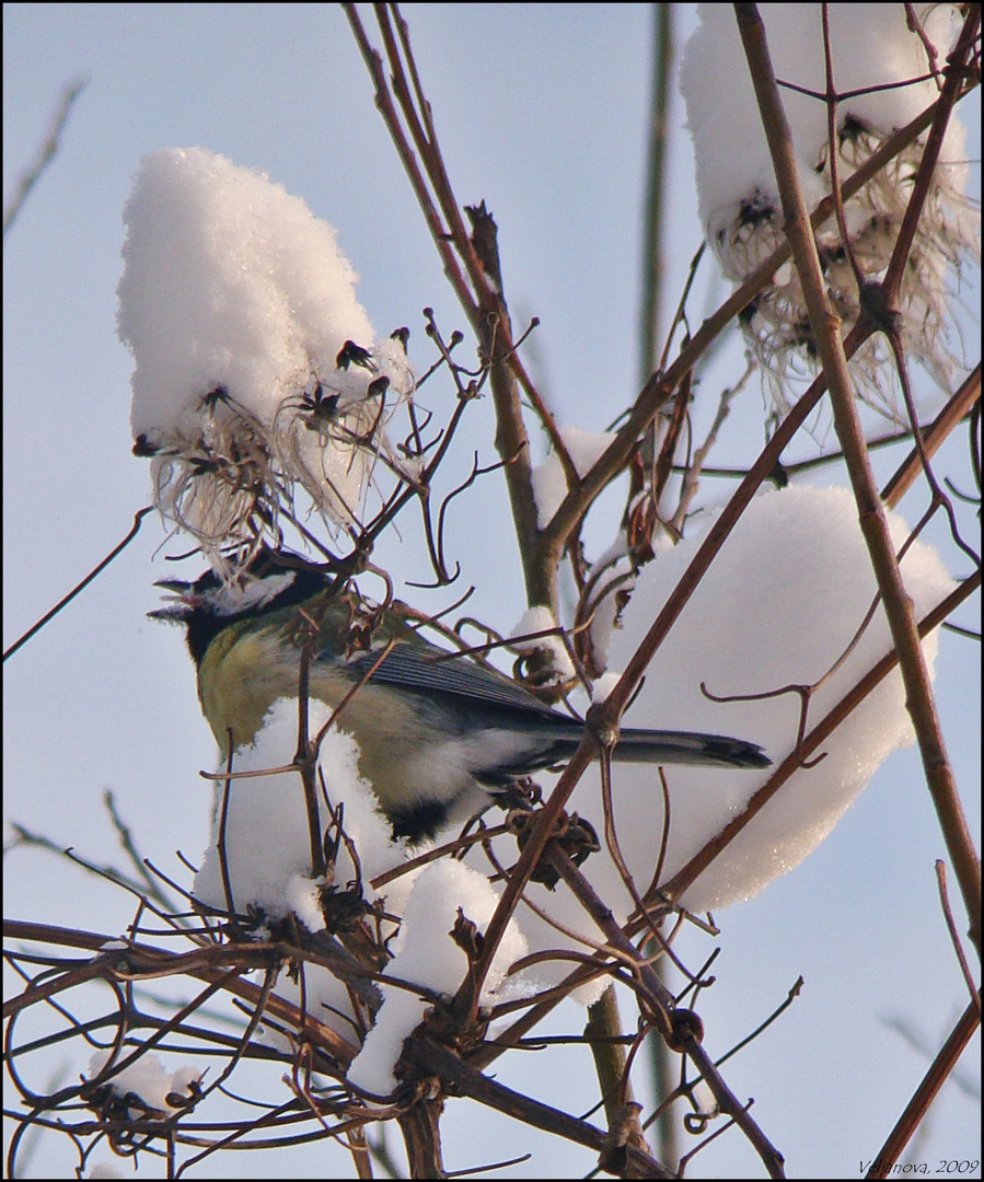 Great tit