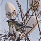 Great tit