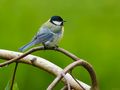 GREAT TIT by Fons van Swaal