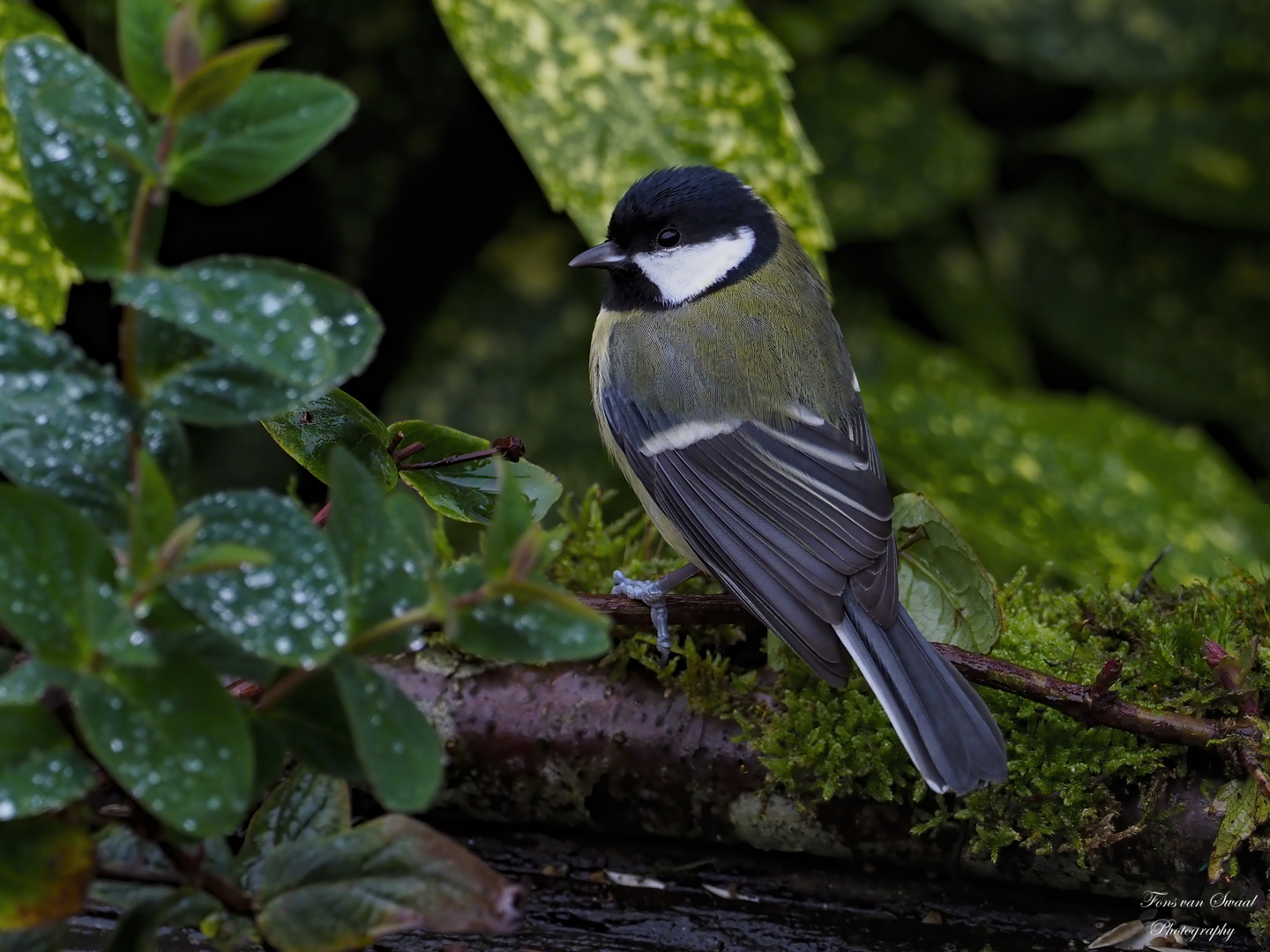 Great Tit