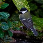 Great Tit