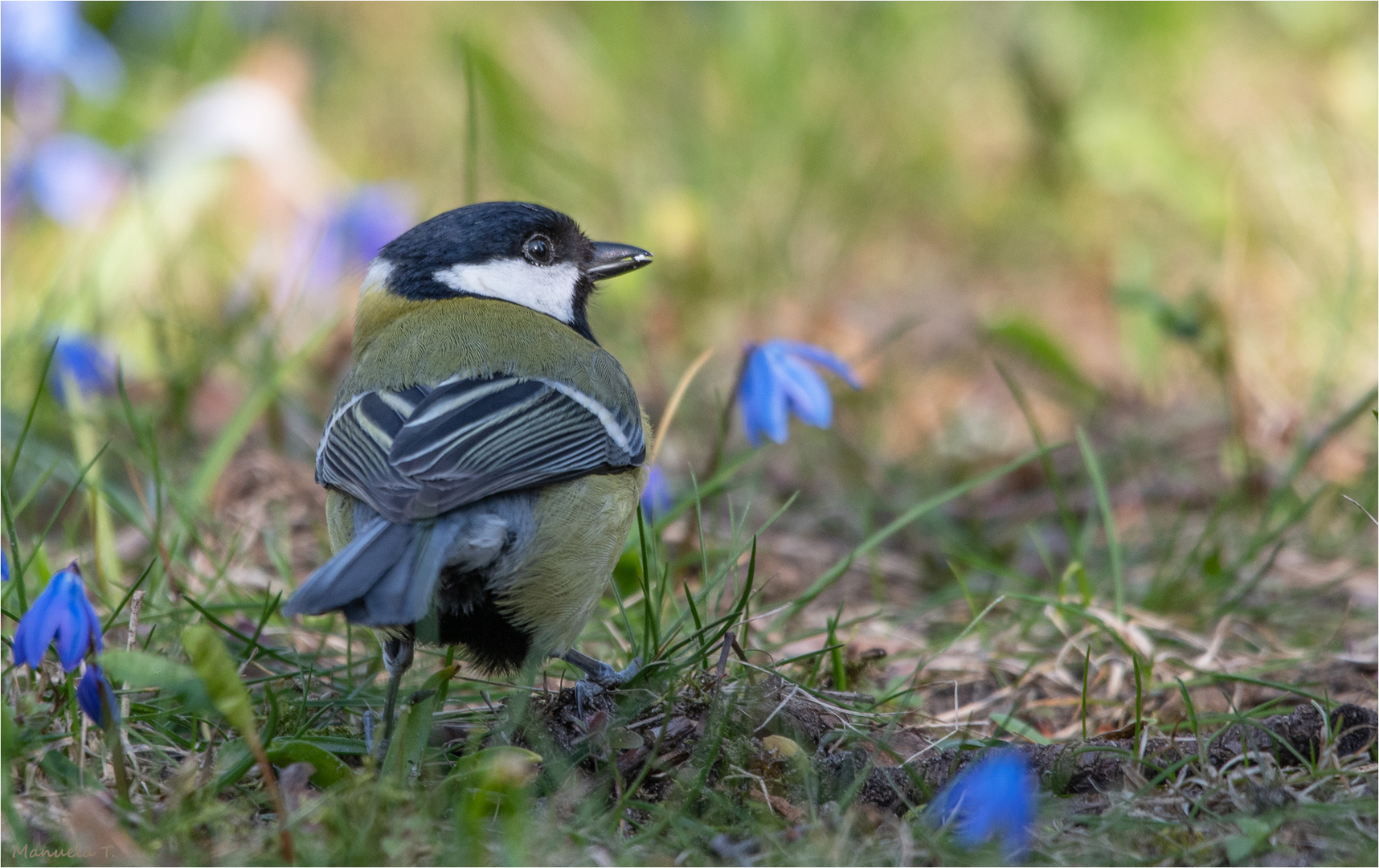 Great tit