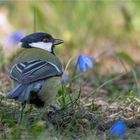 Great tit