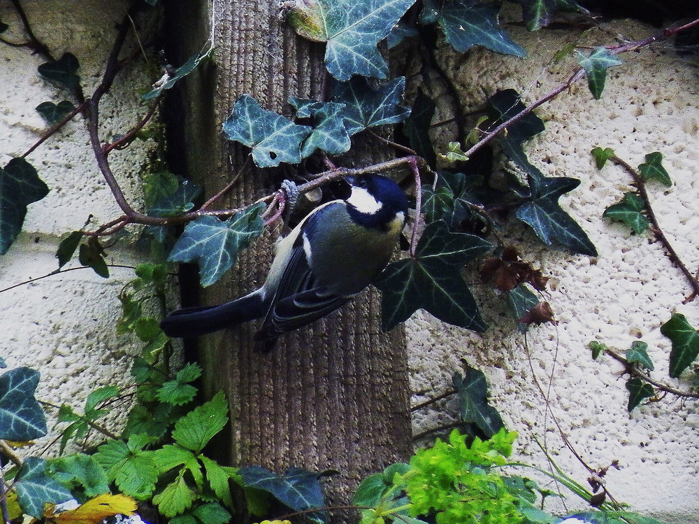 Great Tit