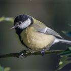 Great tit