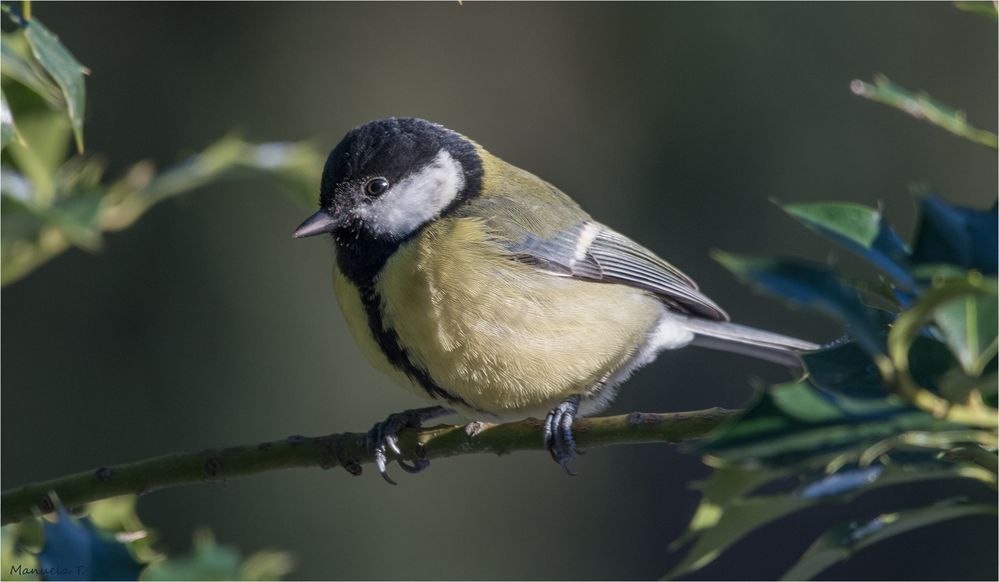 Great tit