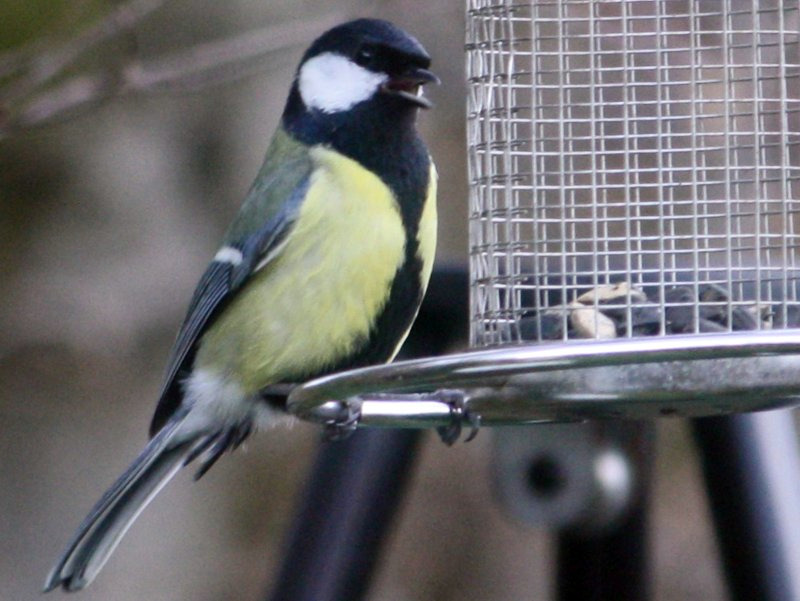 Great tit