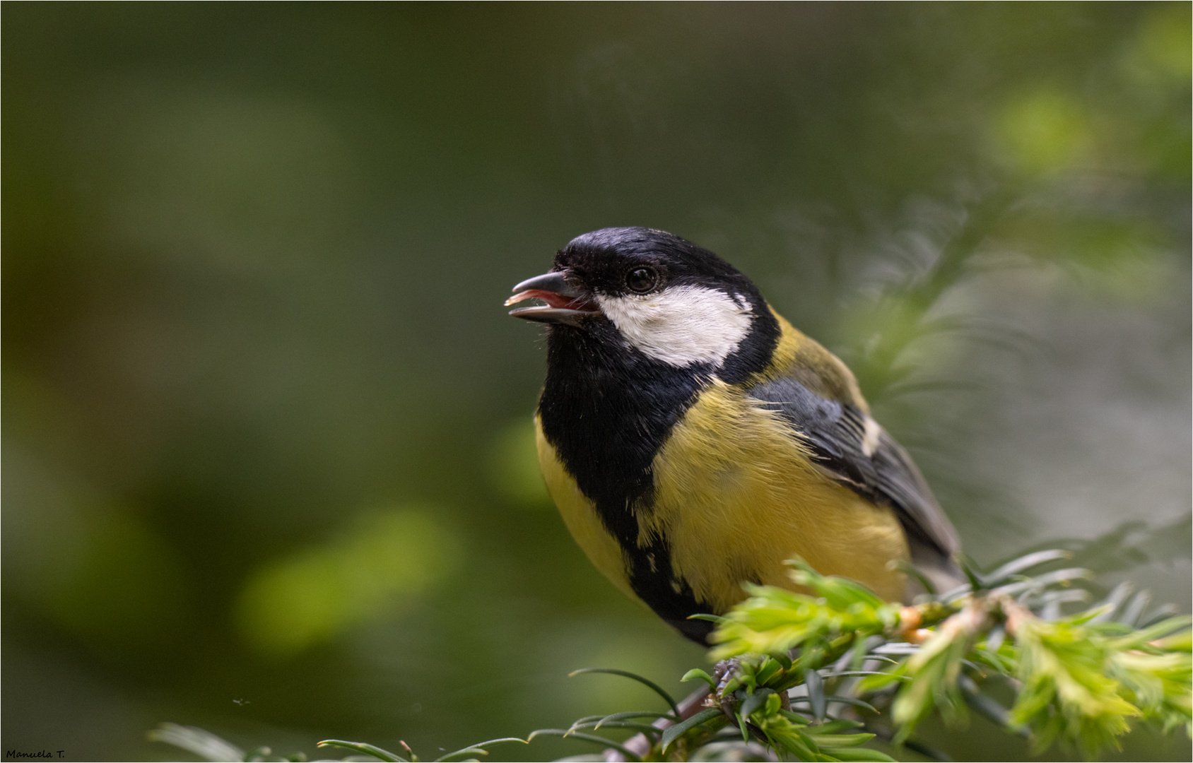 Great tit