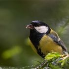 Great tit