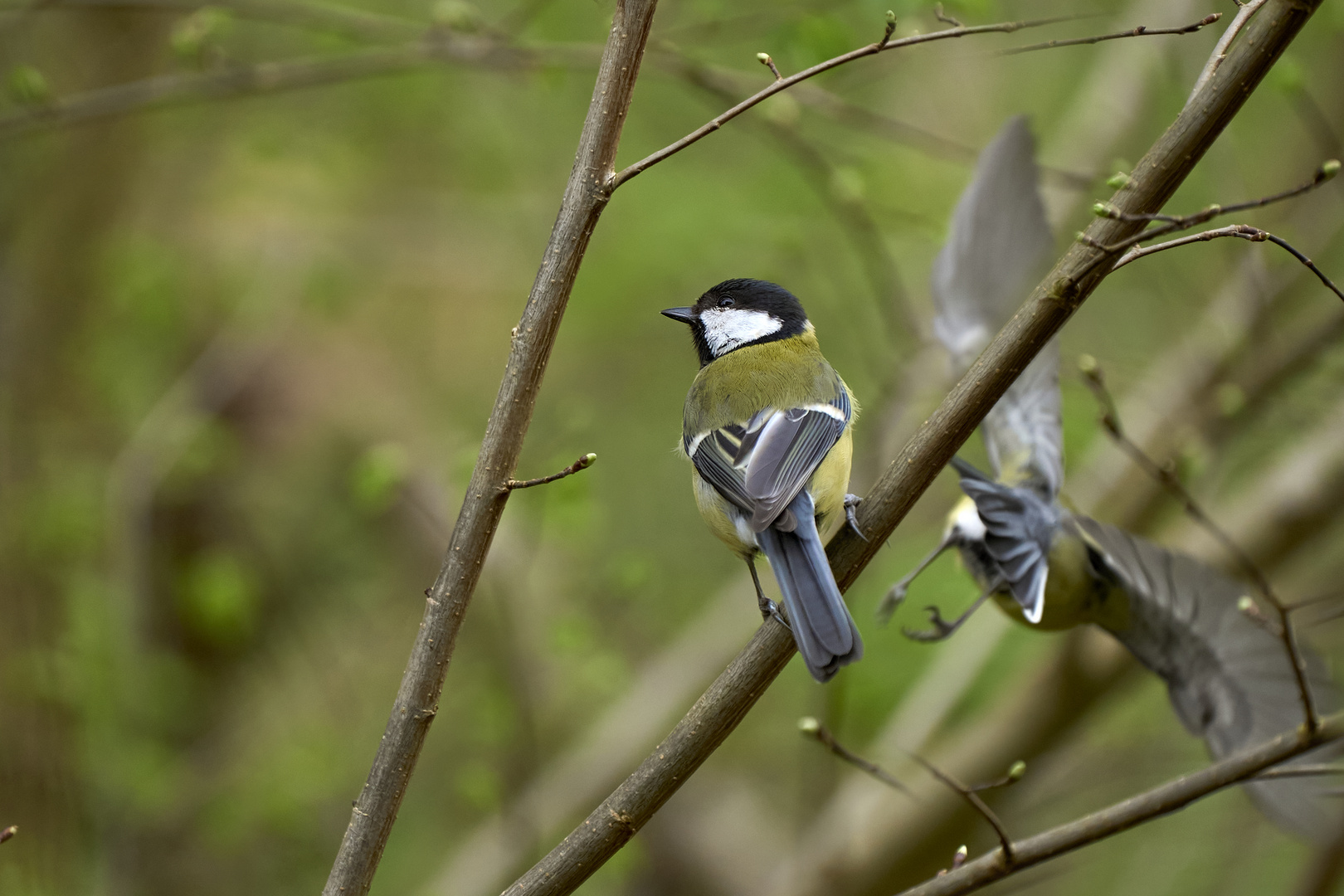 Great tit