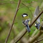 Great tit