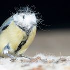 Great Tit