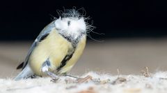 Great Tit