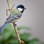 GREAT TIT II