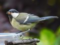 GREAT Tit II by Fons van Swaal