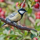 Great tit in our garden