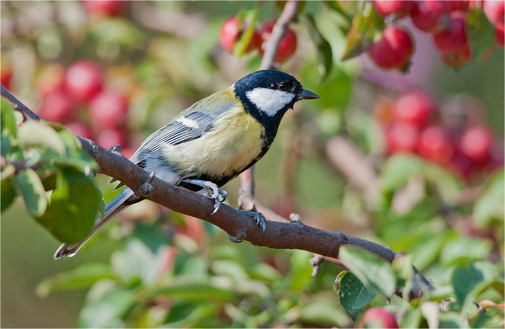 Great tit in our garden