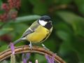 Great Tit on Basket von Fons van Swaal